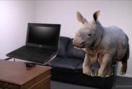 School Laptops Get Destroyed By Adopted Rhino